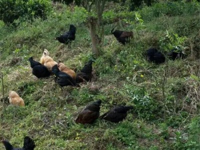 农家批发大号绿壳鸡蛋新鲜散养绿壳乌鸡蛋农家土鸡蛋 绿壳草鸡蛋图4