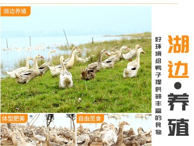 源头工厂咸鸭蛋正宗红心流油鸭蛋非烤海鸭蛋批发咸蛋整箱厂家直发图3