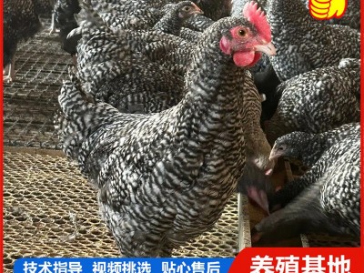 小鸡活体家养观赏芦花鸡 网红萌宠芦花活体幼崽迷你鸡包活图3