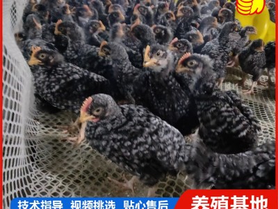 小鸡活体家养观赏芦花鸡 网红萌宠芦花活体幼崽迷你鸡包活图2