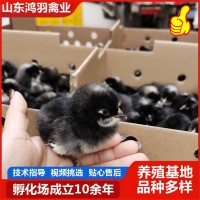 小鸡活体家养观赏芦花鸡 网红萌宠芦花活体幼崽迷你鸡包活