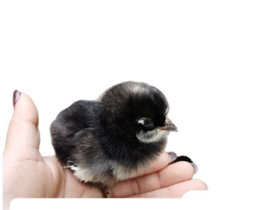 小鸡活体家养观赏芦花鸡 网红萌宠芦花活体幼崽迷你鸡包活图5