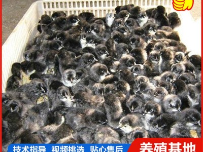 小鸡活体家养观赏芦花鸡 网红萌宠芦花活体幼崽迷你鸡包活图4