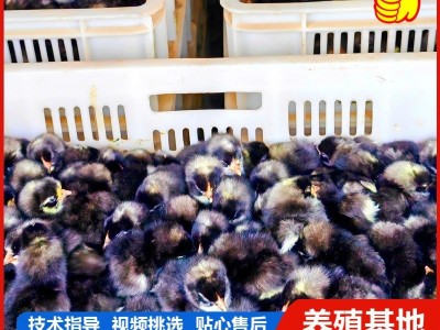 1.5斤汶上芦花鸡活苗 正宗白芦花鸡活苗脱温鸡苗 黑芦花鸡图2