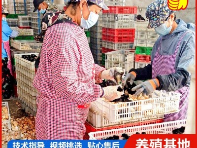 1.5斤汶上芦花鸡活苗 正宗白芦花鸡活苗脱温鸡苗 黑芦花鸡图3