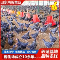 1.5斤汶上芦花鸡活苗 正宗白芦花鸡活苗脱温鸡苗 黑芦花鸡