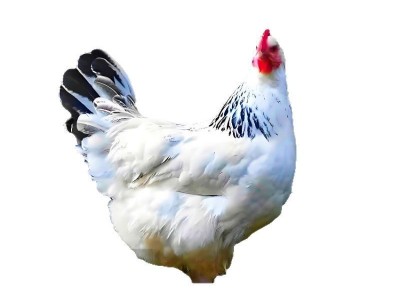 1.5斤汶上芦花鸡活苗 正宗白芦花鸡活苗脱温鸡苗 黑芦花鸡图4