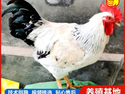 1.5斤汶上芦花鸡活苗 正宗白芦花鸡活苗脱温鸡苗 黑芦花鸡图5