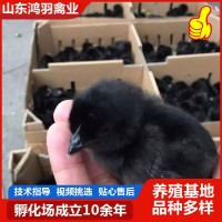 厂家低价出售 五黑鸡活苗活体 半斤脱温苗 青年鸡苗 包活到家