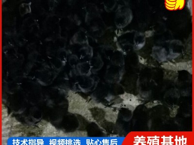 厂家低价出售 五黑鸡活苗活体 半斤脱温苗 青年鸡苗 包活到家图2