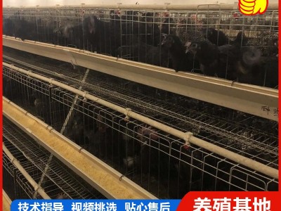 厂家低价出售 五黑鸡活苗活体 半斤脱温苗 青年鸡苗 包活到家图5