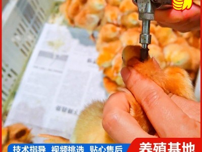 纯种大红公鸡出壳苗有货　哪里的小鸡苗好养活　鸡苗怎么育雏图3