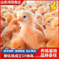纯种大红公鸡出壳苗有货　哪里的小鸡苗好养活　鸡苗怎么育雏