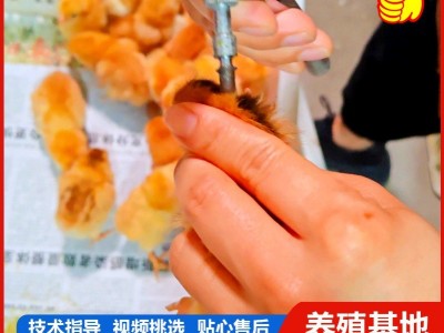 纯种大红公鸡出壳苗有货　哪里的小鸡苗好养活　鸡苗怎么育雏图4