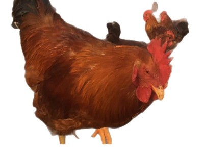 纯种大红公鸡出壳苗有货　哪里的小鸡苗好养活　鸡苗怎么育雏图5