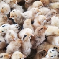 农村放养笨鸡 小鸡 批发一日龄土鸡