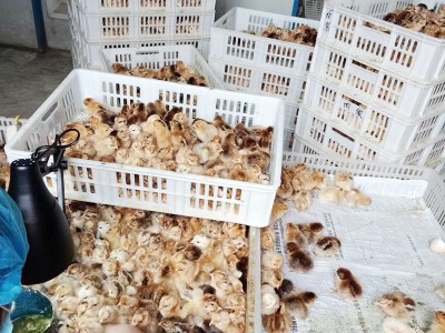 农村放养笨鸡 小鸡 批发一日龄土鸡图2