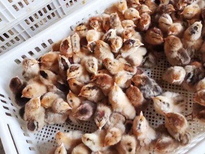 嘉祥县笨鸡 出壳红瑶土鸡 青脚瑶鸡图3