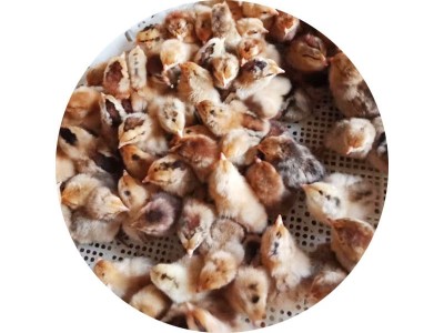 嘉祥县笨鸡 出壳红瑶土鸡 青脚瑶鸡图5