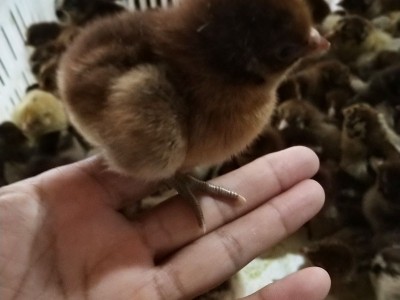 山东批发青脚麻公鸡 青脚麻鸡 青脚麻鸡肉鸡图3