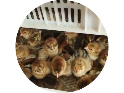 山东批发青脚麻公鸡 青脚麻鸡 青脚麻鸡肉鸡图4