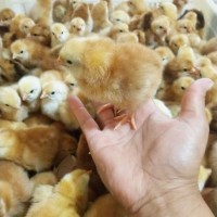 山东孵化场红玉鸡 农家红玉鸡 出壳大红公鸡