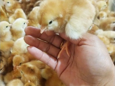 山东孵化场红玉鸡 农家红玉鸡 出壳大红公鸡图3