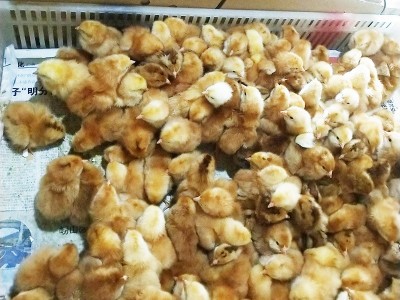 山东孵化场红玉鸡 农家红玉鸡 出壳大红公鸡图2