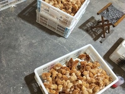 山东孵化场红玉鸡 农家红玉鸡 出壳大红公鸡图4