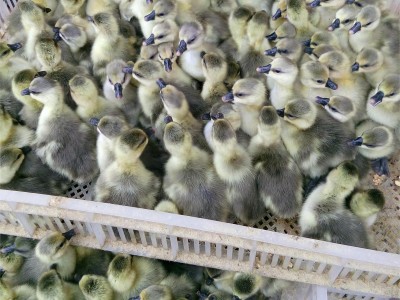 鹅活苗正宗汕头特大种狮头鹅活苗原种潮汕狮子鹅灰狮头活体图4