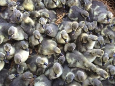 鹅活苗正宗汕头特大种狮头鹅活苗原种潮汕狮子鹅灰狮头活体图3