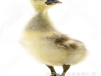 鹅活苗正宗汕头特大种狮头鹅活苗原种潮汕狮子鹅灰狮头活体图5