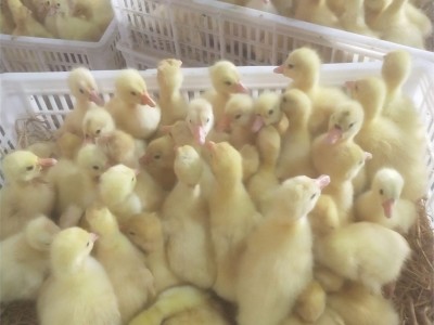 小鹅活苗四季大白鹅苗产蛋王幼苗皖西鹅崽三花鹅仔儿童宠物鹅活体图3