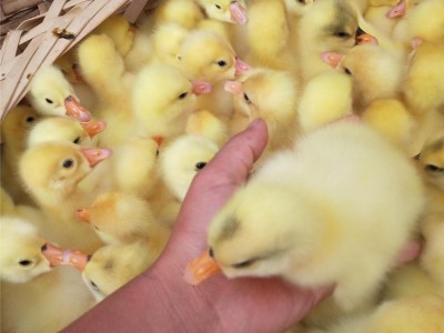 小鹅活苗四季大白鹅苗产蛋王幼苗皖西鹅崽三花鹅仔儿童宠物鹅活体图5