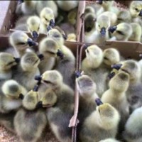 正宗狮头鹅活苗一斤特大种狮子头鹅小鹅仔纯种大型鹅半斤