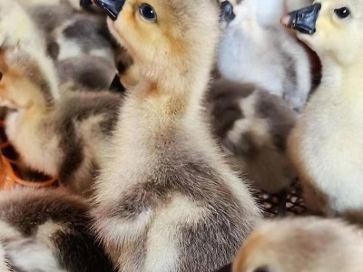 正宗狮头鹅活苗一斤特大种狮子头鹅小鹅仔纯种大型鹅半斤图3