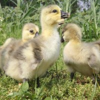 正宗潮汕狮头鹅特大种活体幼鹅纯种狮头鹅仔高存活率批量批发零售