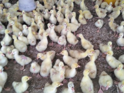 正宗潮汕狮头鹅特大种活体幼鹅纯种狮头鹅仔高存活率批量批发零售图3