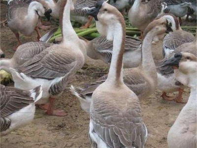 正宗潮汕狮头鹅特大种活体幼鹅纯种狮头鹅仔高存活率批量批发零售图2