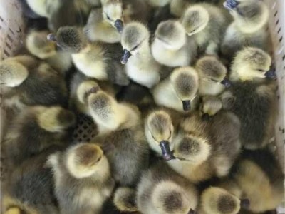 正宗潮汕狮头鹅特大种活体幼鹅纯种狮头鹅仔高存活率批量批发零售图5