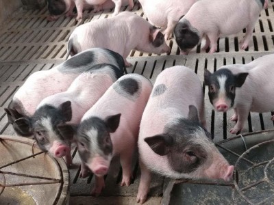 纯种巴马香猪幼仔小猪崽宠物香猪小香猪幼崽巴马香猪活苗宠物香猪图3