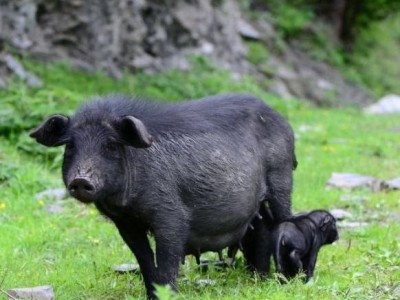 纯种巴马香猪幼仔小猪崽宠物香猪小香猪幼崽巴马香猪活苗宠物香猪图5