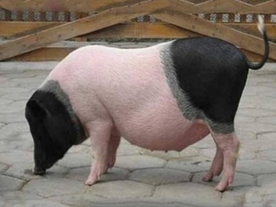 正宗巴马香猪崽活体藏香猪幼崽纯种香猪仔散养生态猪崽高存活图2