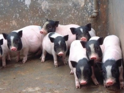 正宗巴马香猪崽活体藏香猪幼崽纯种香猪仔散养生态猪崽高存活图3