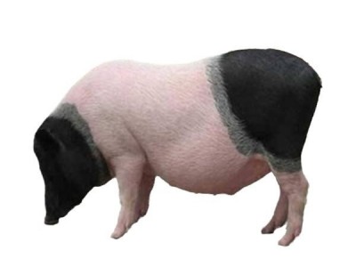 正宗巴马香猪崽活体藏香猪幼崽纯种香猪仔散养生态猪崽高存活图5