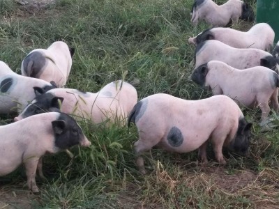 供应巴马香猪出售藏香猪活体黑猪小猪仔成年繁殖种猪量大价优图3