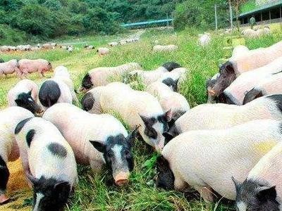 供应巴马香猪出售藏香猪活体黑猪小猪仔成年繁殖种猪量大价优图4