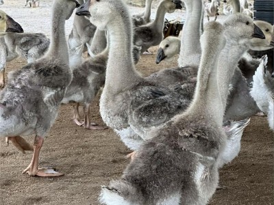 纯种大三花鹅脱温活体大白鹅崽产蛋鹅健康幼鹅高纯活率养殖优选图3
