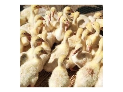 纯种大三花鹅脱温活体大白鹅崽产蛋鹅健康幼鹅高纯活率养殖优选图4