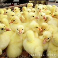 纯种大三花鹅脱温活体大白鹅崽产蛋鹅健康幼鹅高纯活率养殖优选